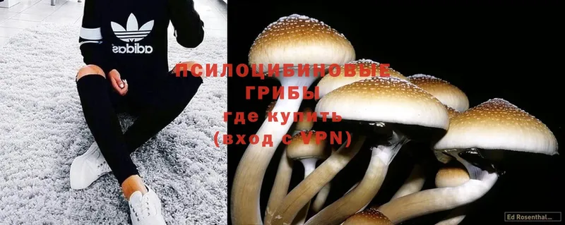 Псилоцибиновые грибы Psilocybine cubensis  Лесозаводск 